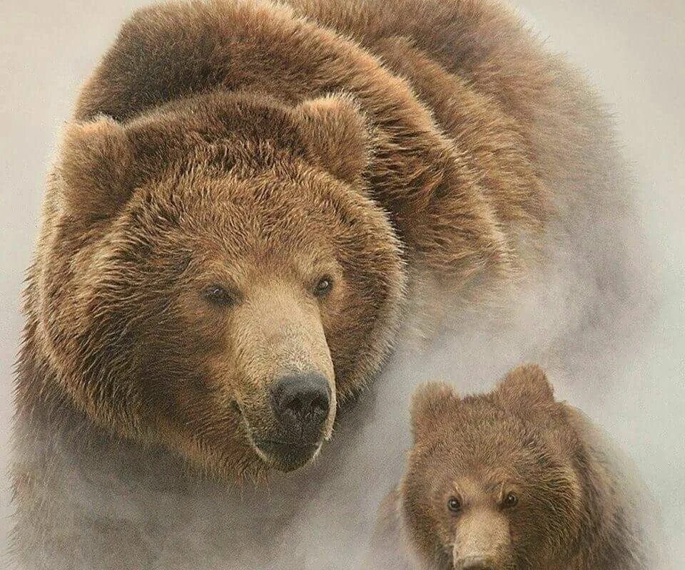 Медведь вертикальное фото Pin by K.Bogomolov &Taiga Log Homes on Русские Медведи Brown bear, Brown bear ar