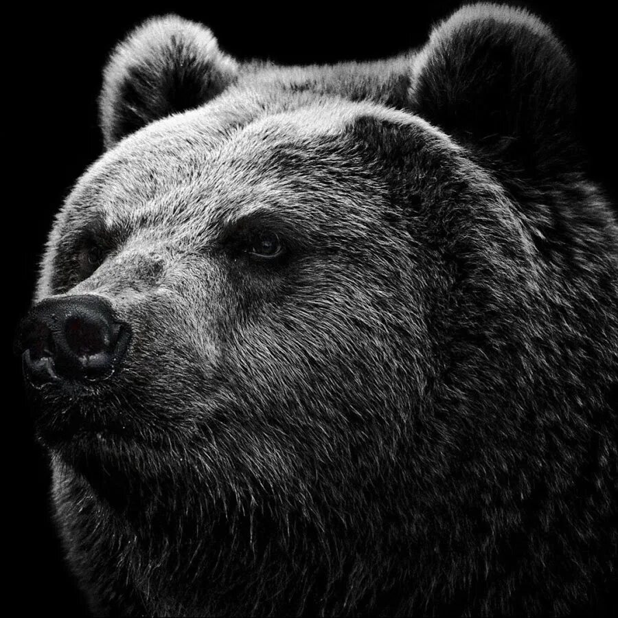 Медведь вертикальное фото IllogicalBear - YouTube