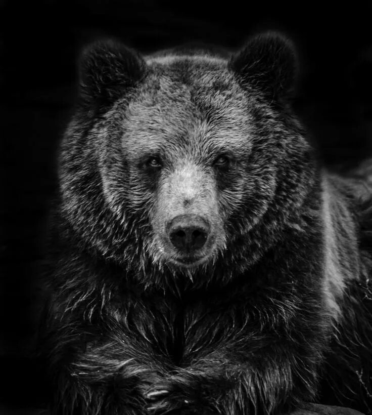 Медведь вертикальное фото Brown Bear Photograph by Ricky Robinson Brown bear, Bear pictures, Animal tattoo