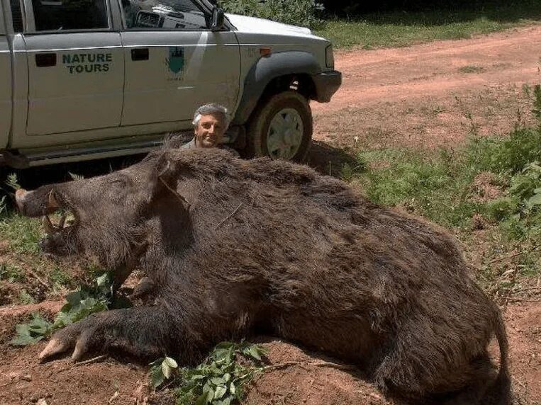Медведь весом в 1 тонну убит фото Grand boar Makolan Wiki Fandom