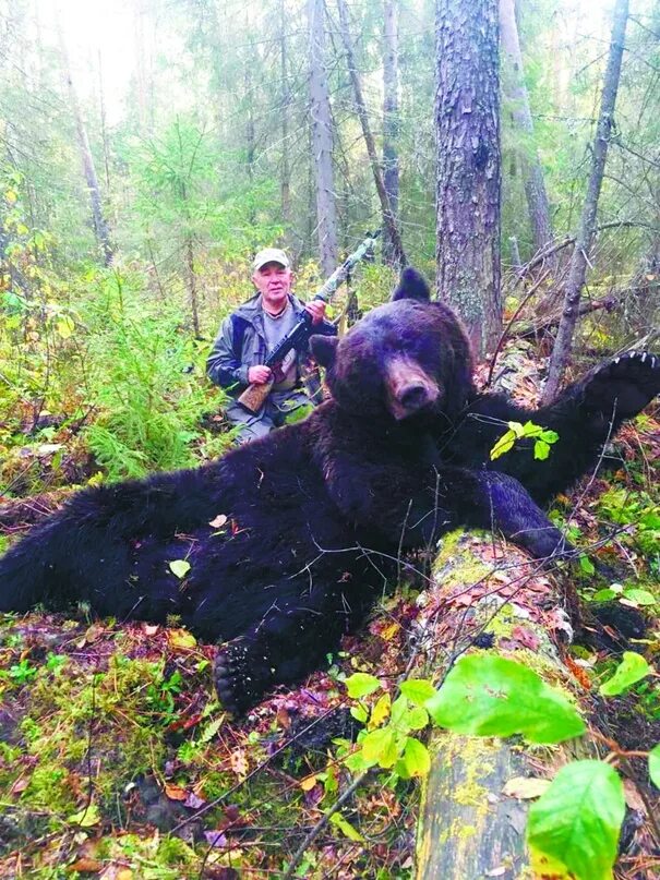 Медведь весом в 1 тонну убит фото Ну и ну! ВОТ ТАКИЕ МЕДВЕДИ ВОДЯТСЯВ ЛЕСНОЙ ДАЧЕ Этот огромный медведь весом 300 