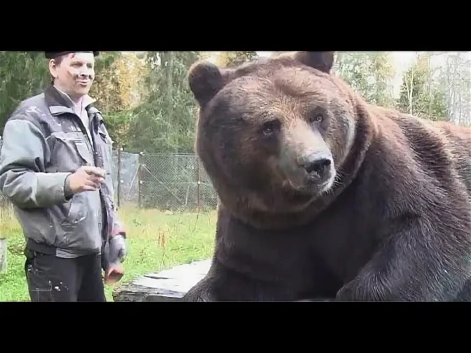 Медведь весом в 1 тонну убит фото САМЫЙ БОЛЬШОЙ МЕДВЕДЬ. ВЕС 1 ТОННА - YouTube Brown bear, Bear, Zoo