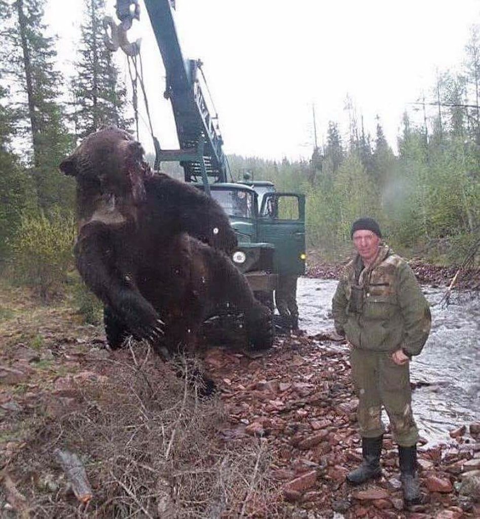 Медведь весом в 1 тонну убит фото 2,000 lb Bear Killed In Russia Recently - Album on Imgur