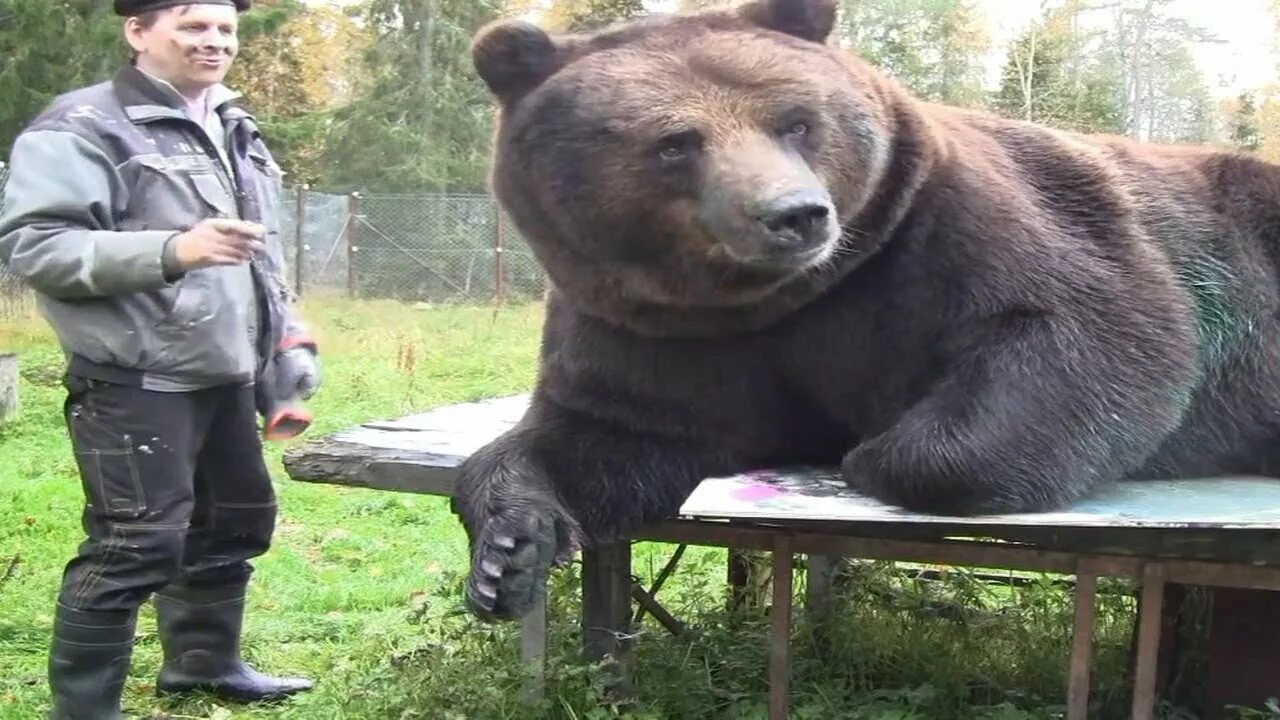 Медведь весом в 1 тонну убит фото САМЫЙ БОЛЬШОЙ МЕДВЕДЬ. ВЕС 1 ТОННА - YouTube