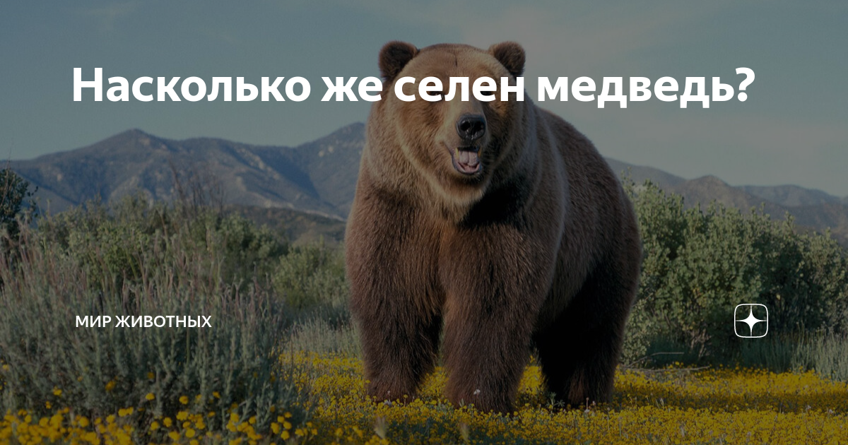 Медведь весом в 1 тонну убит фото Насколько же селен медведь? Мир Животных Дзен