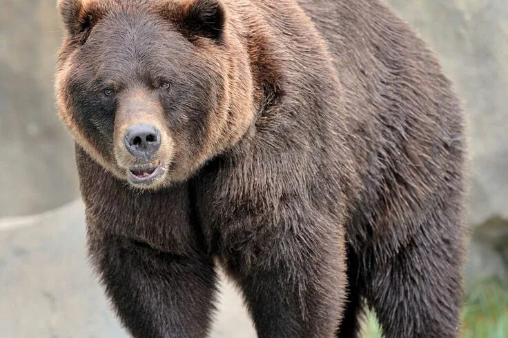 Медведь виды и разновидности фото Grizzly Bear Attacks Runner in Alaska Grizzly bear, Bear pictures, Bear