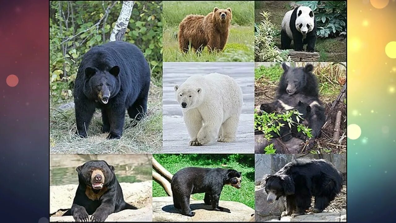 Медведь виды и разновидности фото Types of Bears - YouTube