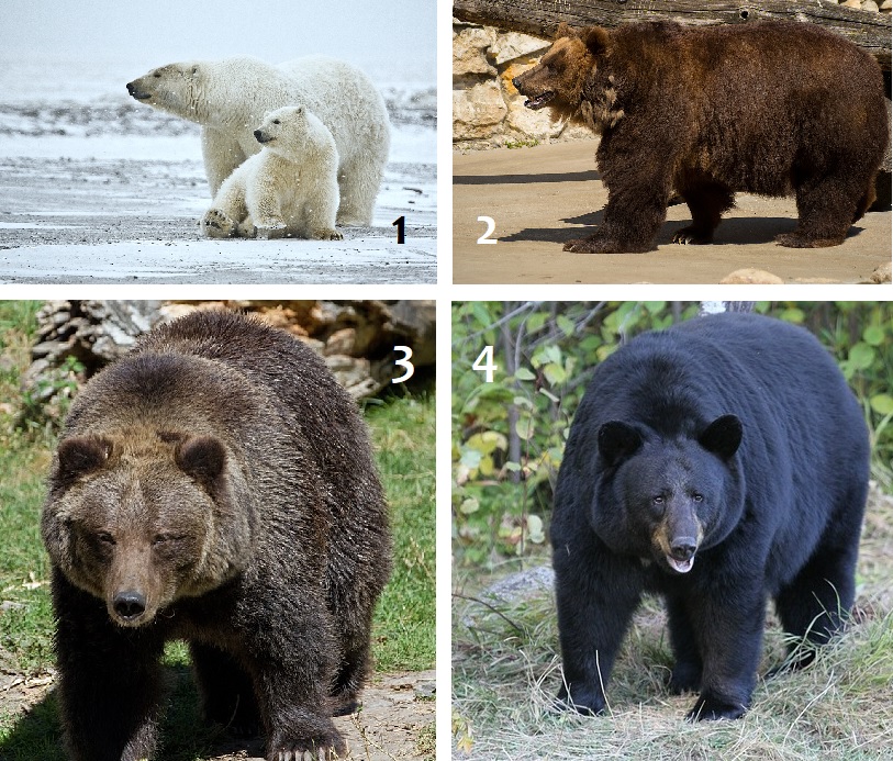 Медведь виды и разновидности фото Bear types