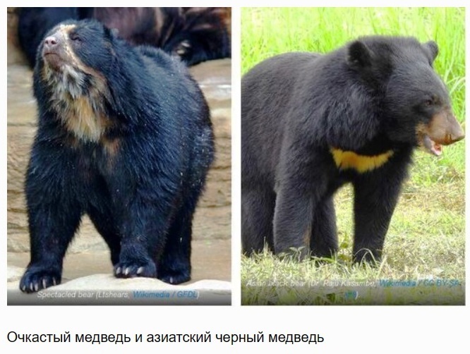 Медведь виды и разновидности фото Гюнтер Бехли Видовые пары: Новый вызов дарвинистам - imhotype - LiveJournal