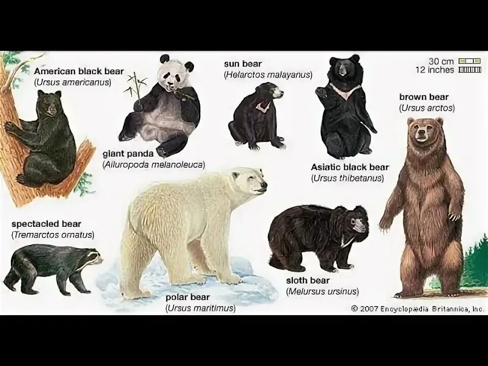 Медведь виды и разновидности фото Wheels Up! - Bears, Bears, Bears - YouTube