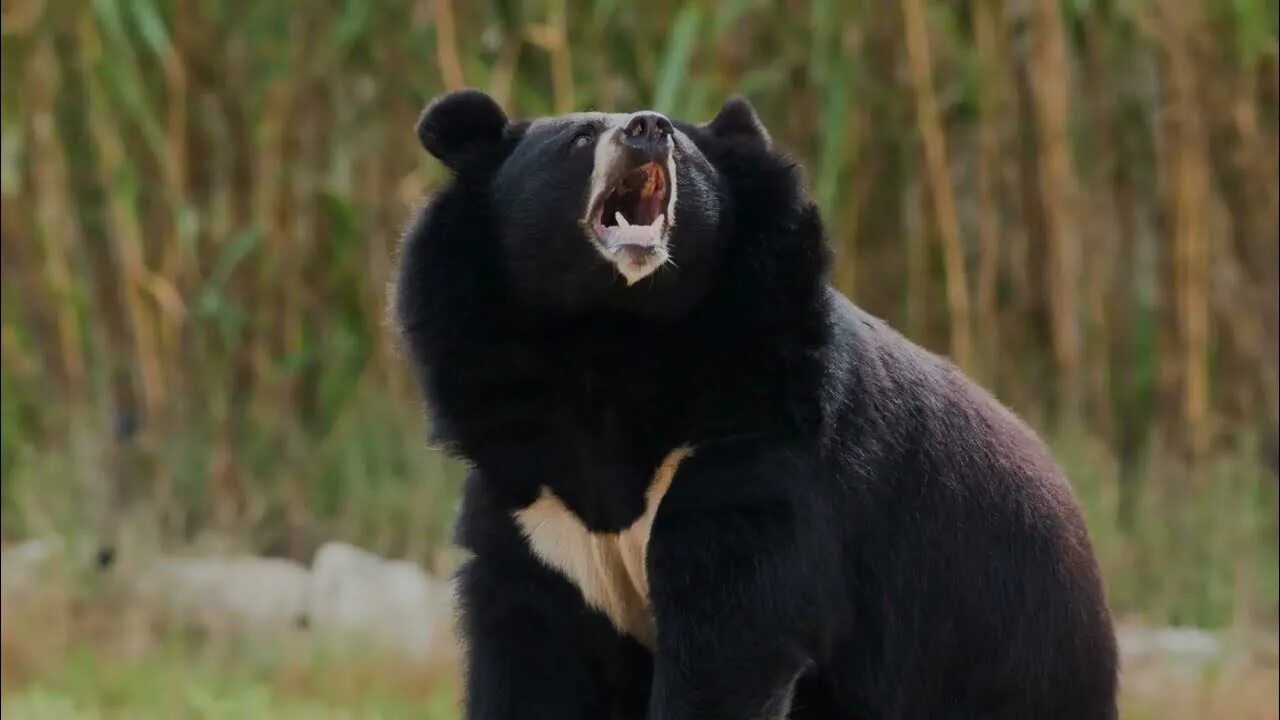 Медведь виды и разновидности фото We Have Official Entered Bear Market Territory…What Now? - YouTube