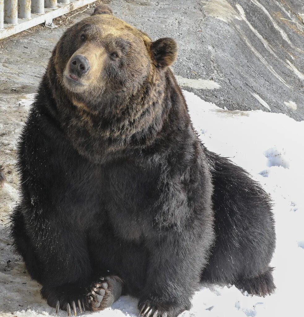 Медведь википедия фото Файл:Ussuri Brown Bear Noboribetsu 2019.png - Википедия