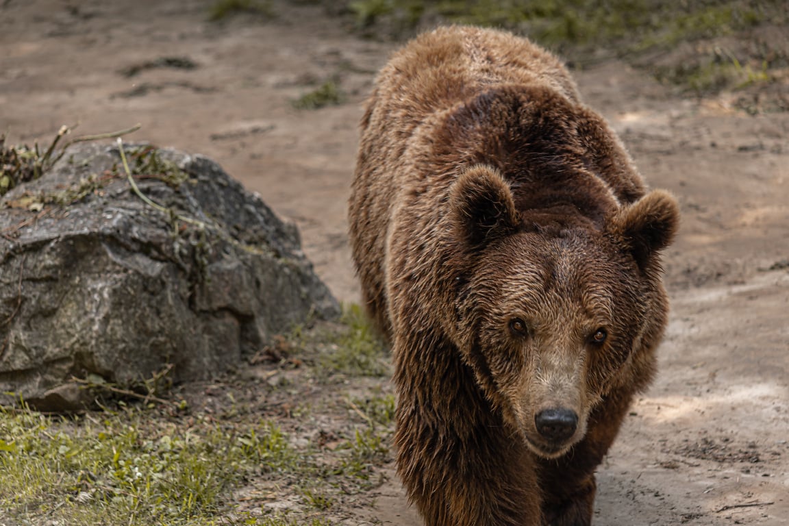 Медведь википедия фото Bear Stock Photos, Royalty Free Bear Images FBB