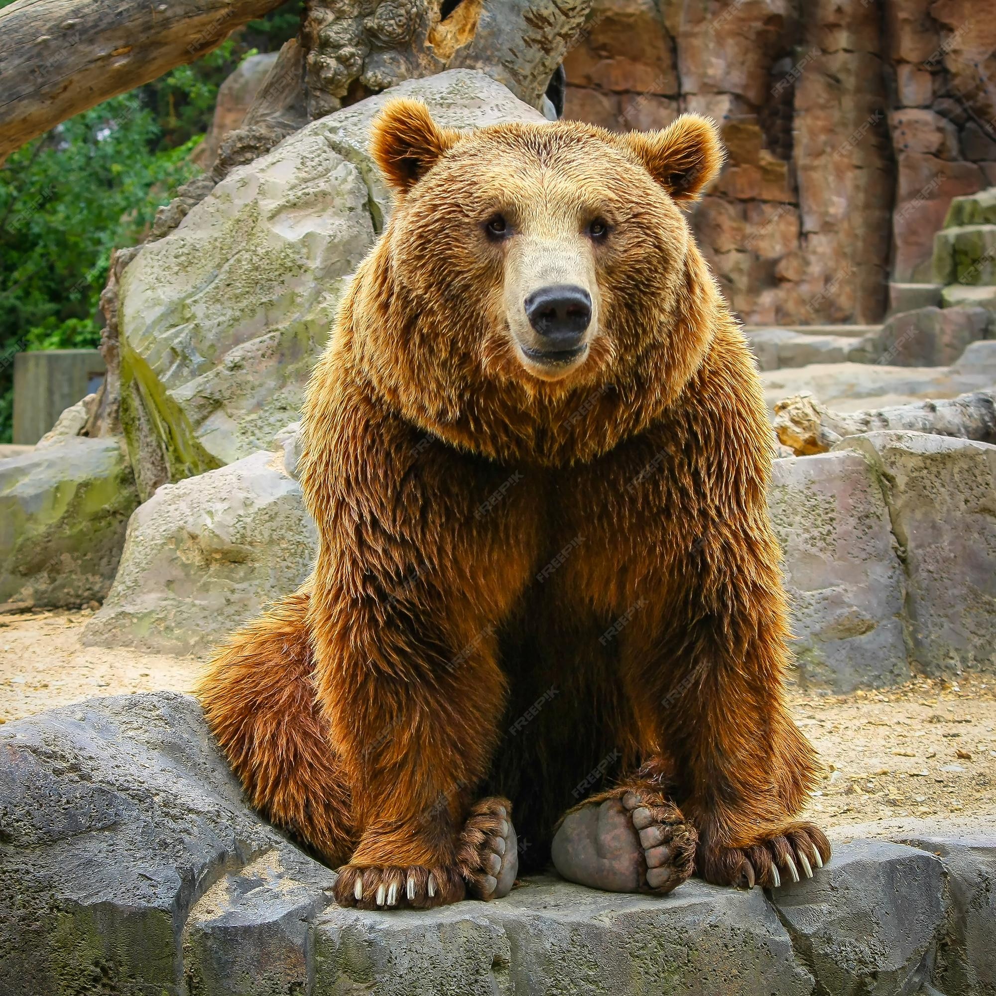 Медведь википедия фото Bears With Down Syndrome - Quotes Viral F8B
