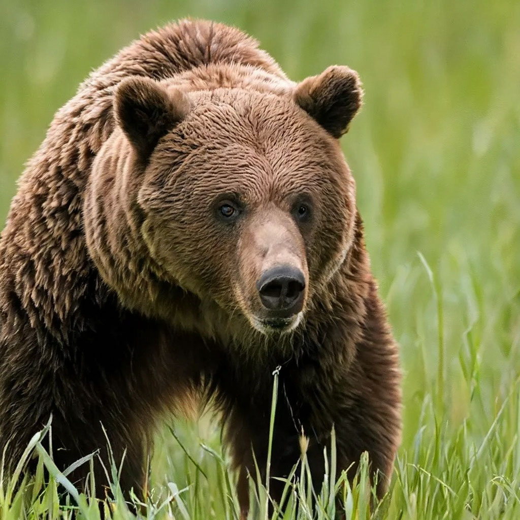 Медведь википедия фото "Bear" - image created in Shedevrum