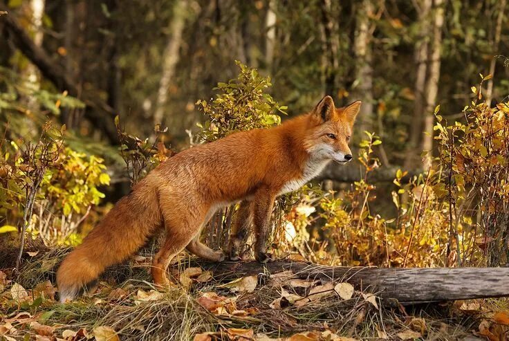 Медведь волк лиса в лесу фото Foxes in 2024 Animal photography wildlife, Fox pictures, Fox