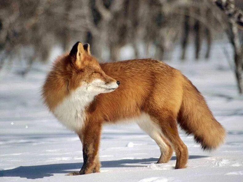 Медведь волк лиса в лесу фото Российский Сервис Онлайн-Дневников Shipman, Winter photos, Animals