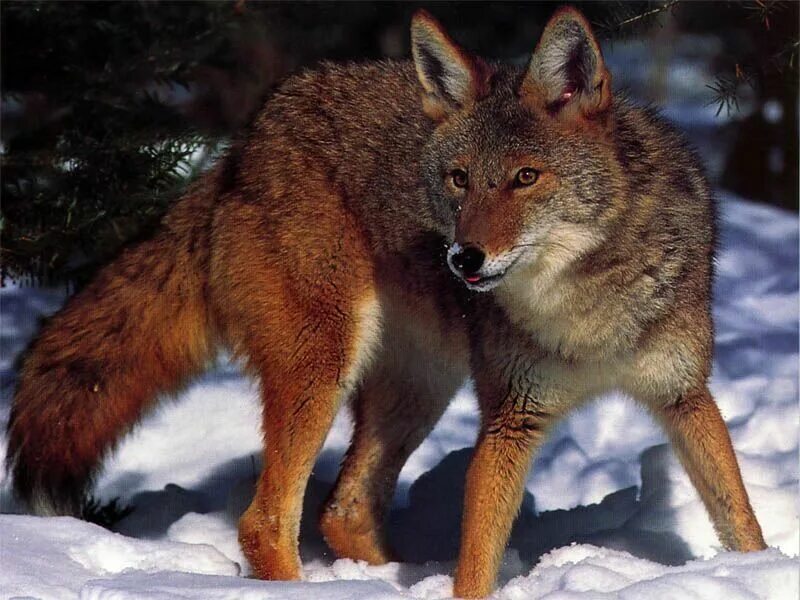 Медведь волк лиса в лесу фото Pin on Fox Animals wild, Coyote hunting, Wild dogs
