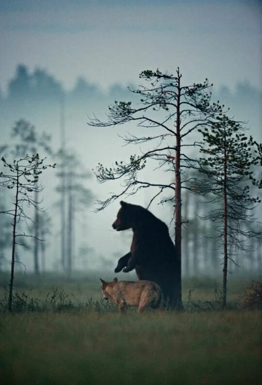 Медведь волк лиса в лесу фото "A rare friendship developed between a gray wolf and brown bear." Animaux nature