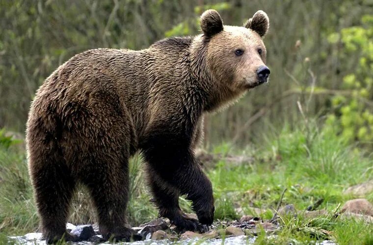 Медведь волк лиса в лесу фото Спасённых медвежат Потапа и Настю питомник "К-9" выпустил в лес охраняемого зака