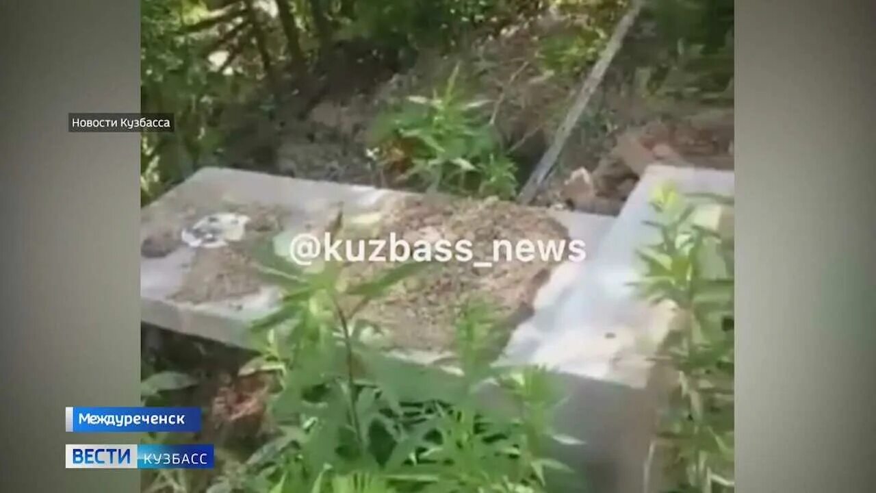 Медведь выкопал могилу фото В Междуреченске медведь раскопал могилу на кладбище - Вести-Кузбасс