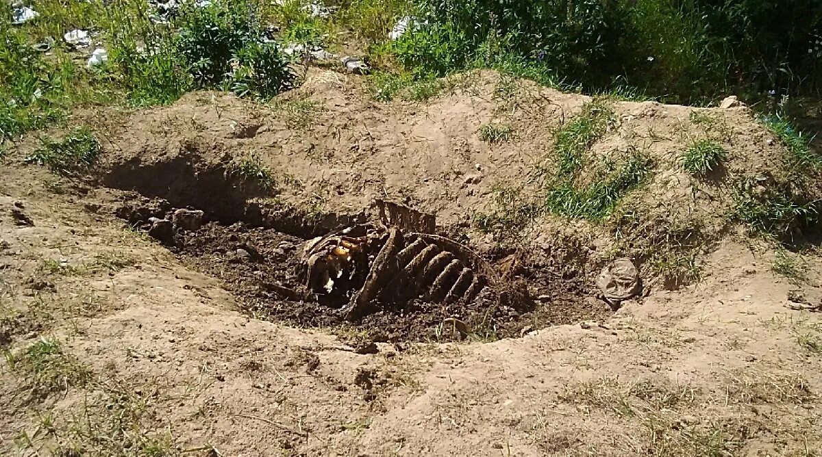 Медведь выкопал могилу фото Медведи разрыли скотомогильник в Тарногском районе