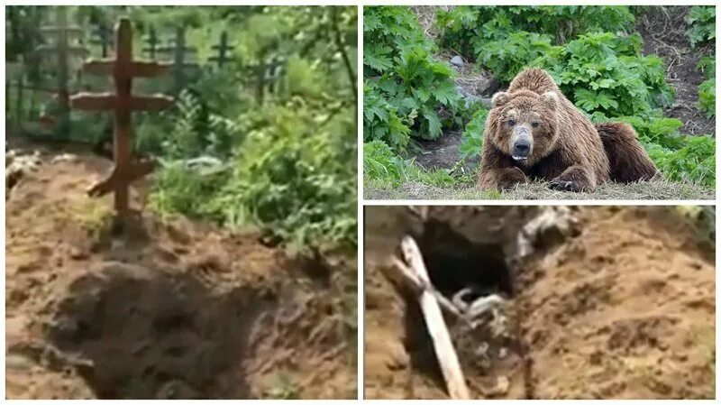 Медведь выкопал могилу фото Видео: медведи раскопали кладбище на Камчатке