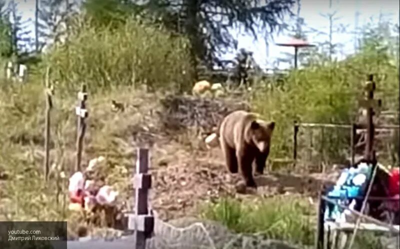 Медведь выкопал могилу фото Медвежья проблема Природа Карелии Дзен