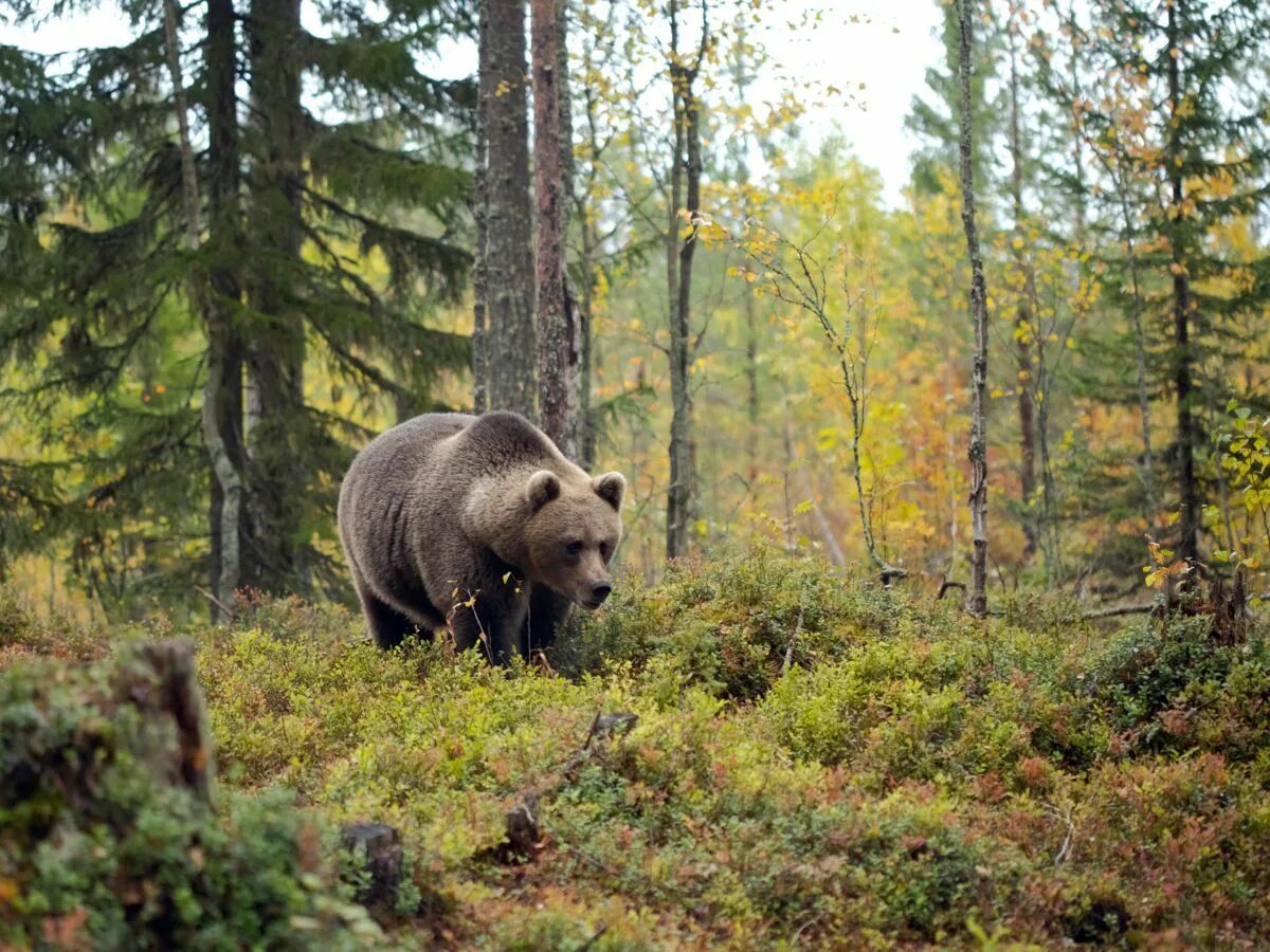Медведь якутия фото Des loups, des ours et des gloutons : en Finlande, on est parti à l'affût des gr