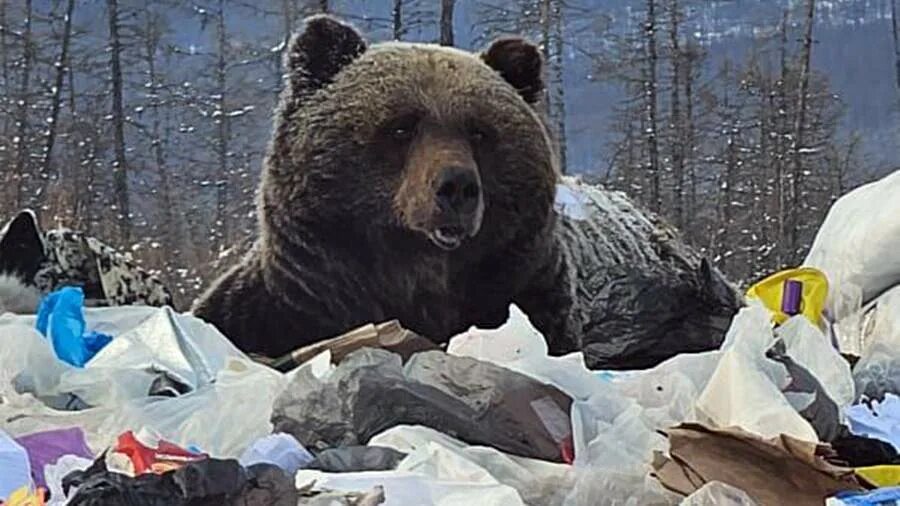 Медведь якутия фото Медведь-шатун забрел на свалку в якутском поселке Усть-Нера Новости Известия 24.