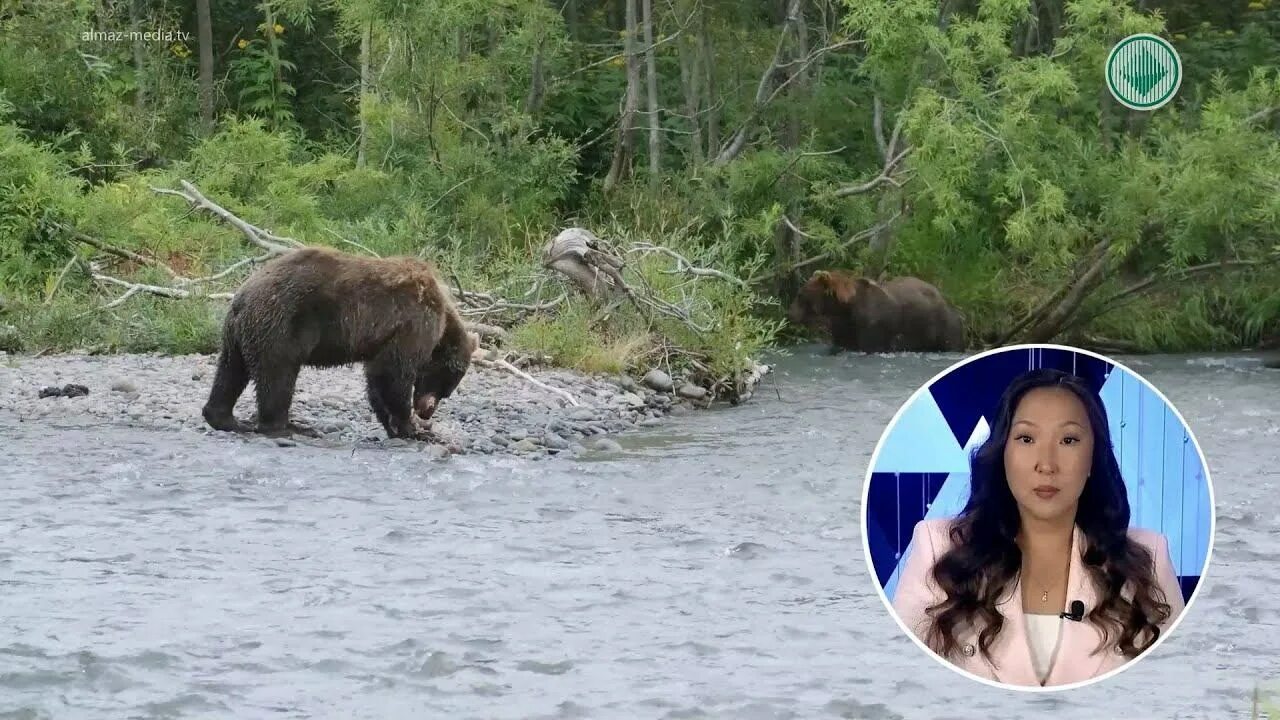 Медведь якутия фото Опасны для человека: В Якутии отстрелят 180 бурых медведей - смотреть видео онла