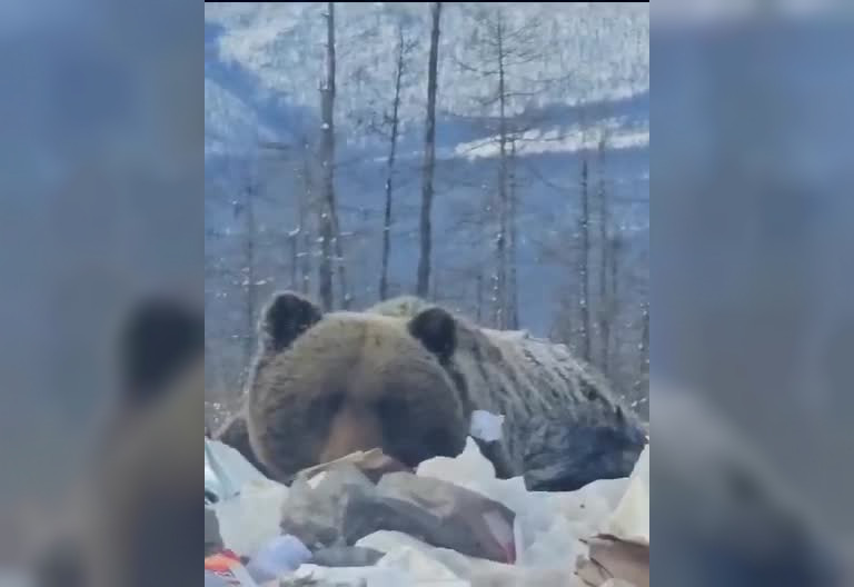 Медведь якутия фото В Якутии упитанный медведь захватил местную свалку