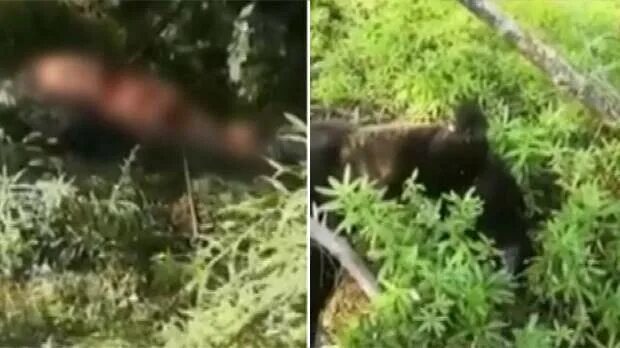 Медведь задрал человека фото Грибник сломал нож, отбиваясь от медведя в Хабаровском крае - Обсуждение статьи