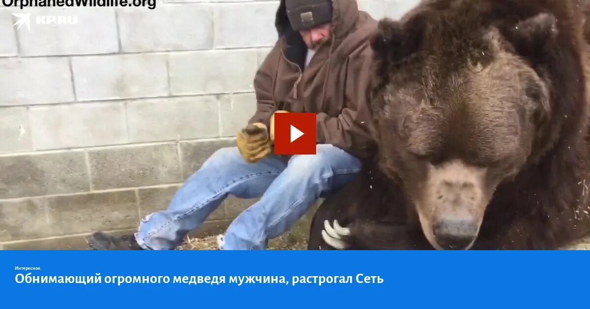 Медведь задрал человека фото Обнимающий огромного медведя мужчина, растрогал Сеть - KP.RU