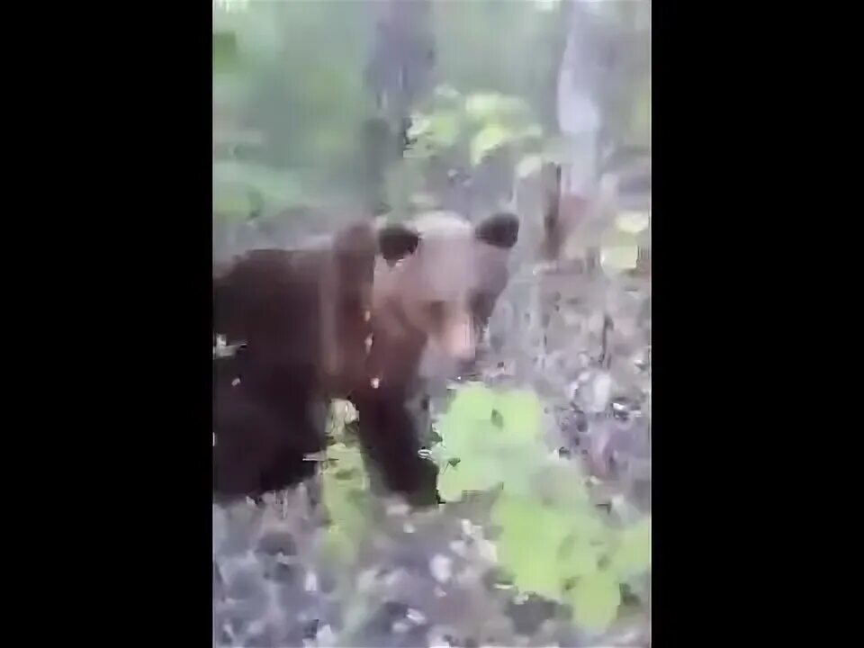 Медведь задрал двух мужчин фото Мужчина напал на медведя на Камчатке
