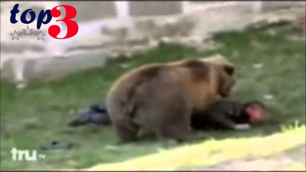 Медведь задрал двух мужчин фото Top 3 Worst Bear Attacks in History - YouTube
