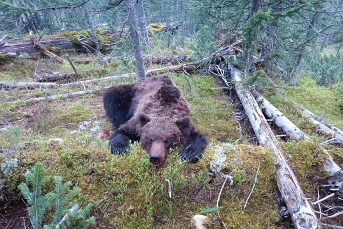 Медведь задрал двух мужчин фото Новость о нападающем на людей медведе в Тверской области оказалась неправдой - М