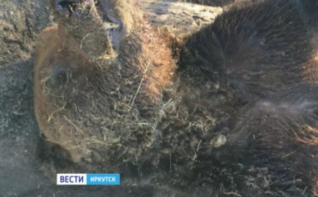 Медведь задрал двух мужчин фото В Иркутской области убили медведя, задравшего свинью Байкал Daily - Новости Буря