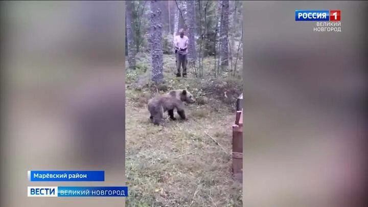 Медведь задрал мужчин в дачном домике фото В тверской области медведь загрыз человека фото GoodPrints.ru