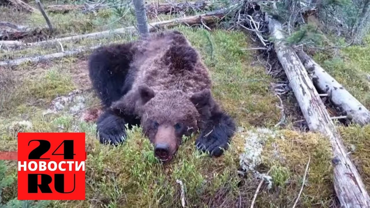Медведь задрал мужчин в дачном домике фото Медведь съел школьника и задрал туриста - YouTube