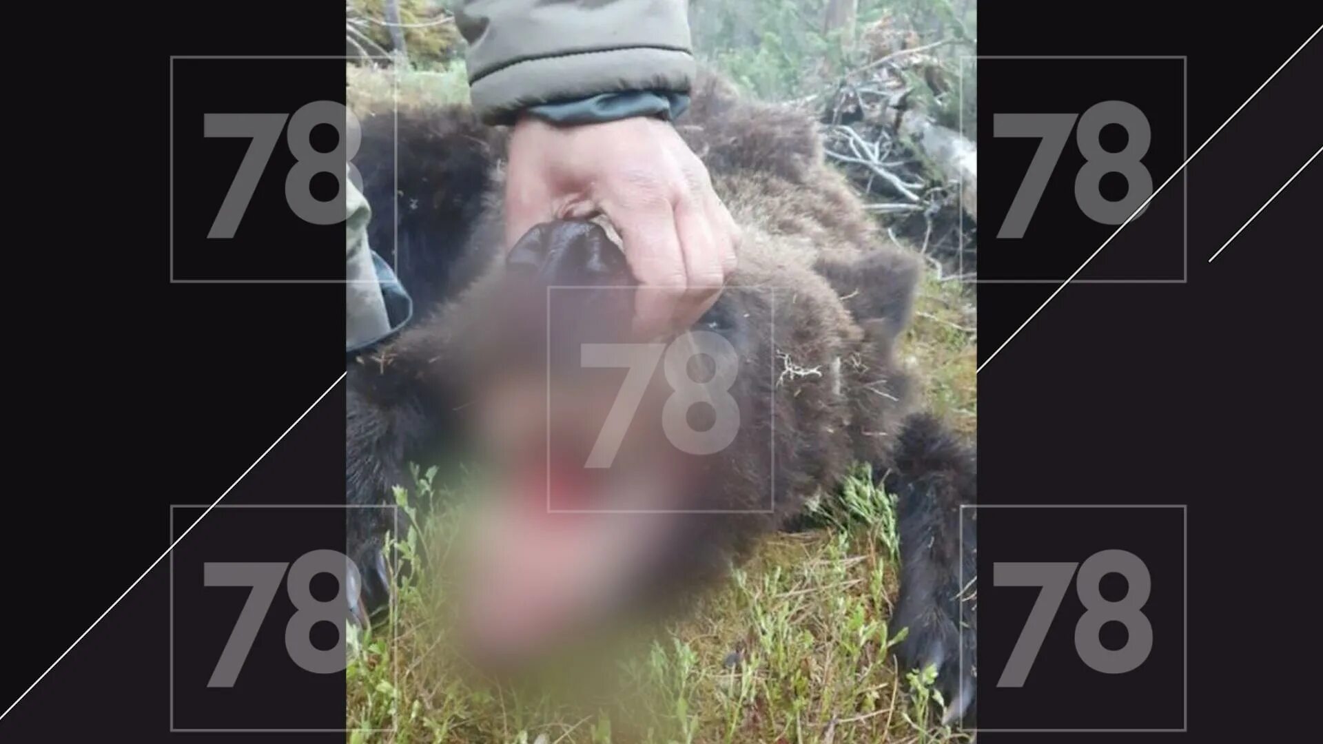 Медведь задрал мужчин в дачном домике фото В Ломоносовском районе медведь насмерть загрыз грибника