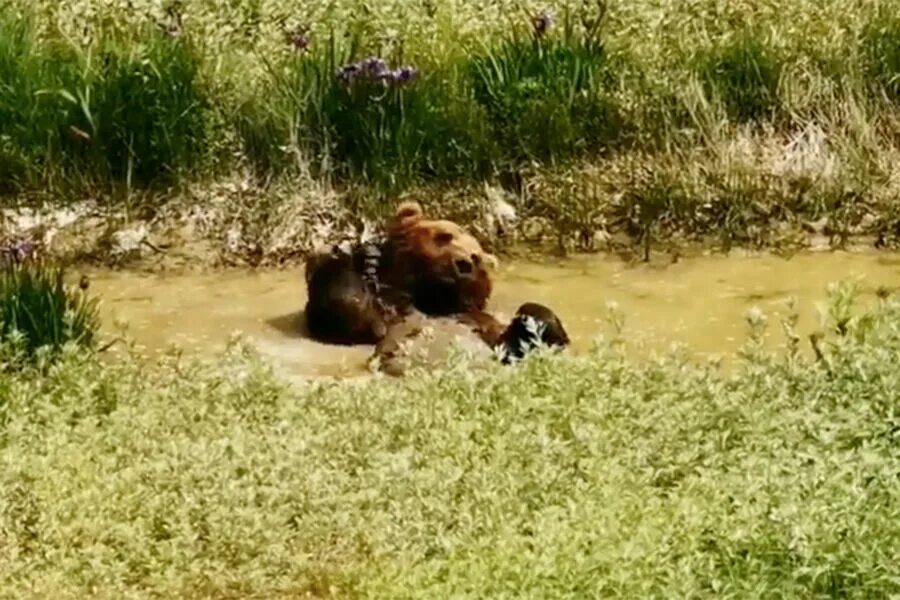 Медведь задрал мужчин в дачном домике фото На Камчатке медведь принял грязевую ванну в Долине гейзеров - Газета.Ru Новости