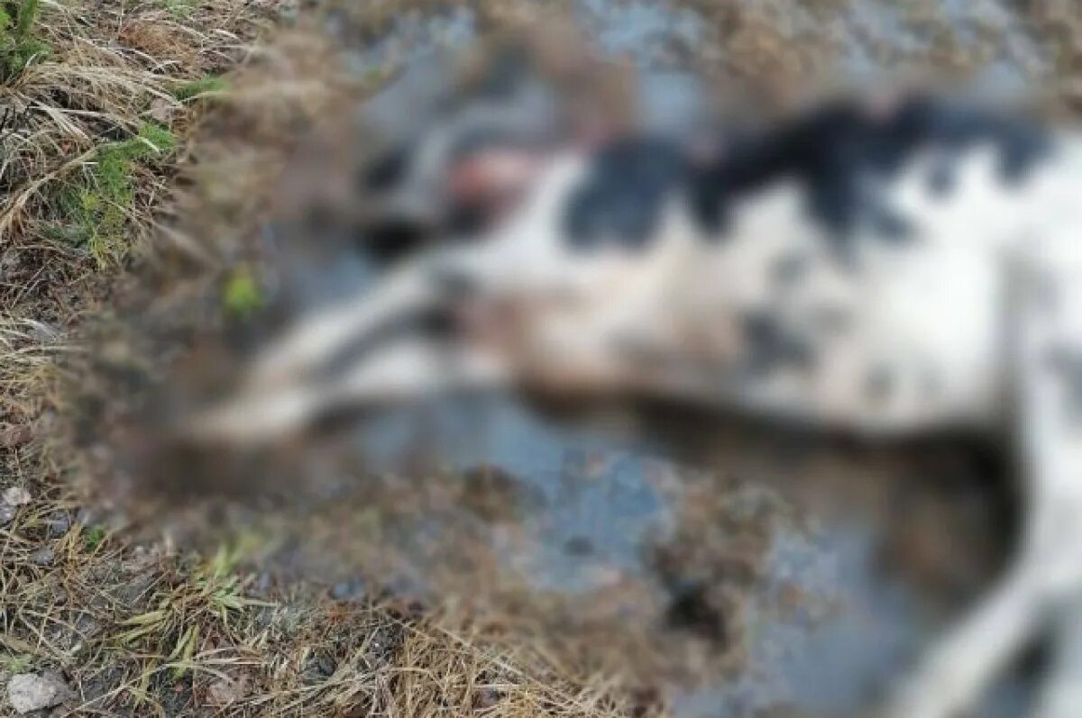Медведь задрал мужчин в дачном домике фото Медведь вышел к людям и задрал корову одном из сёл Братского района АиФ Иркутск