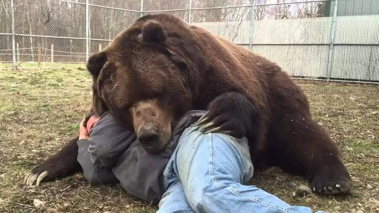 Медведь задрал мужчин в дачном домике фото Попробуй НЕ ЗАПЛАКАТЬ! Топ 30 Моментов Встречи Животных с Хозяевами После Долгих