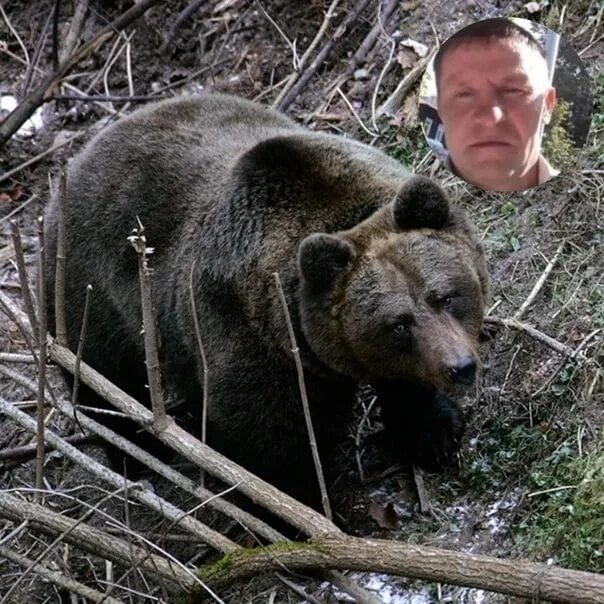 Медведь задрал мужчин в дачном домике фото In the Perm region of the mushroom killed a bear Investigators demanded from the