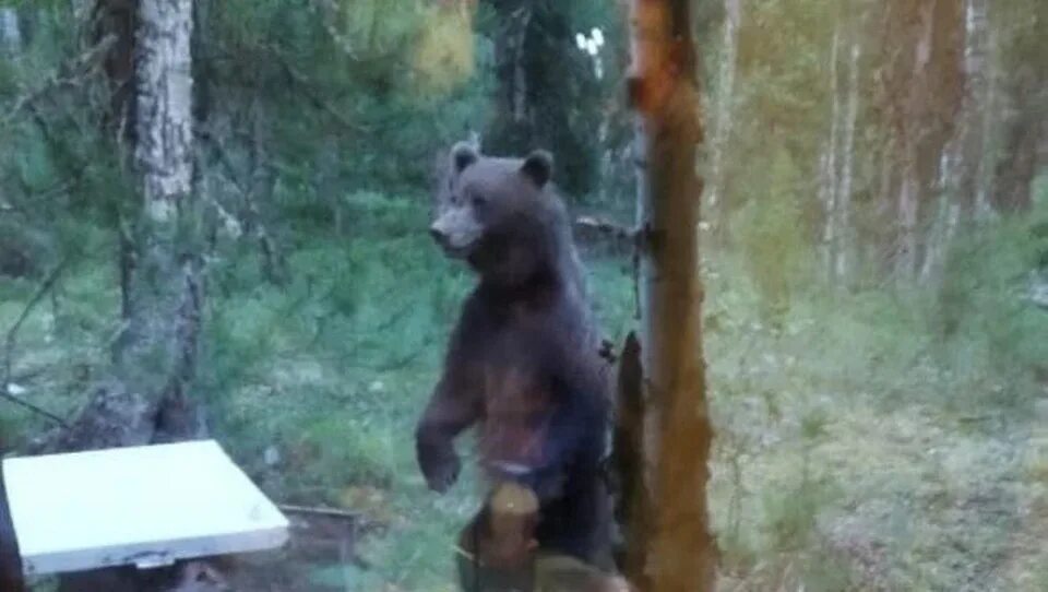 Медведь задрал мужчин в дачном домике фото В Югре к пожарным вышел голодный медведь и съел все их запасы - KP.RU