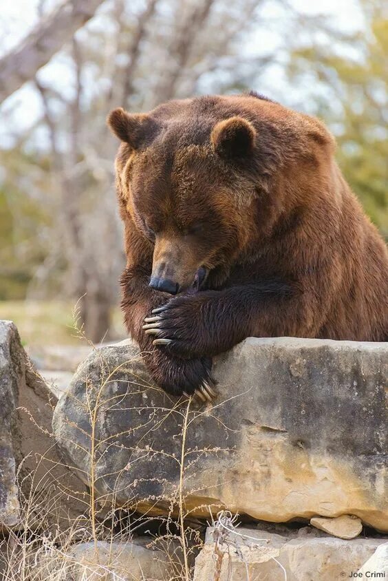 Медведь задумался фото Pin by Jay Kays on bears Animals beautiful, Animals wild, Bear pictures