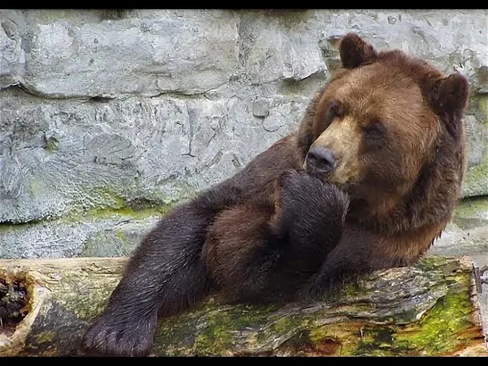Медведь задумался фото Почему медведь сосет лапу зимой? - YouTube