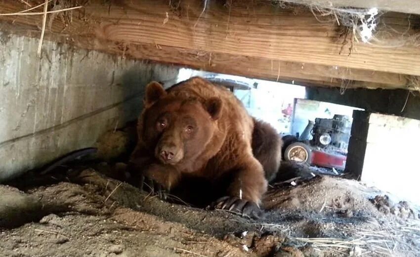 Медведь загрыз человека фото I have a bear in the house at dacha ! I go into my house, the village, and there