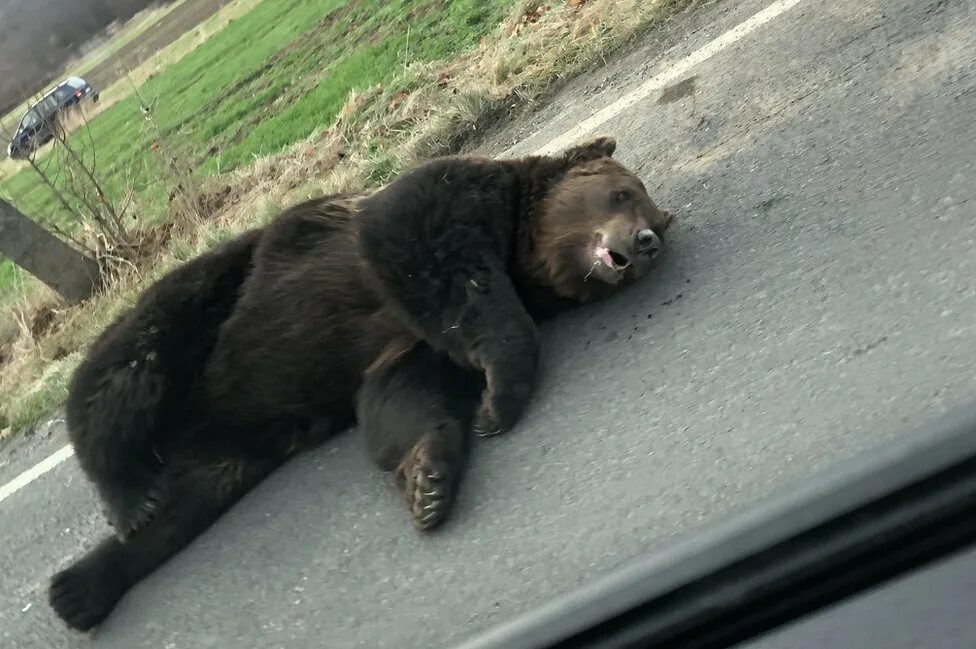 Медведь загрыз человека фото Медведь нападает на человека - блог Санатории Кавказа